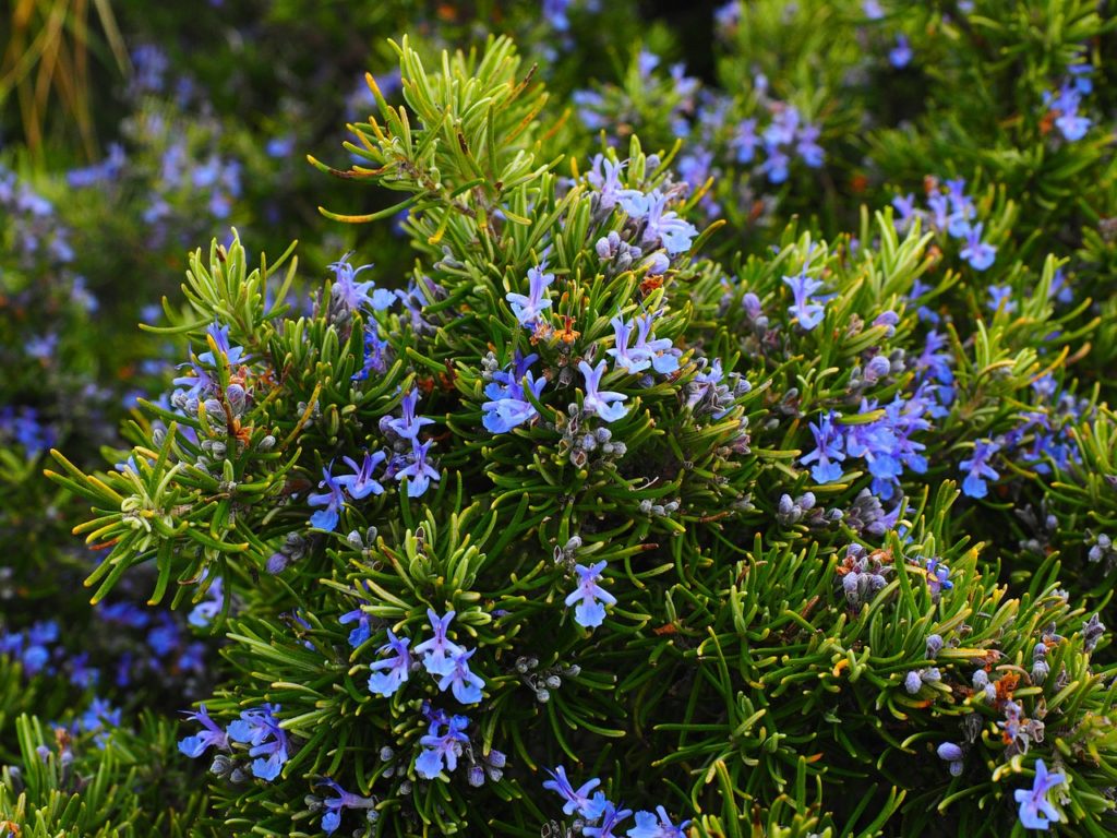 Rosemary Verbenone 15 ml Sheridan Semple