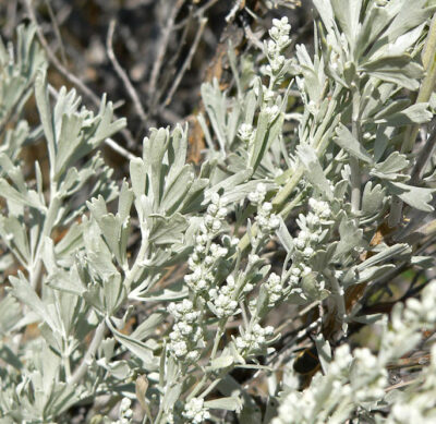 Sagebrush (Sage Purple) Hydrolat 120 ml