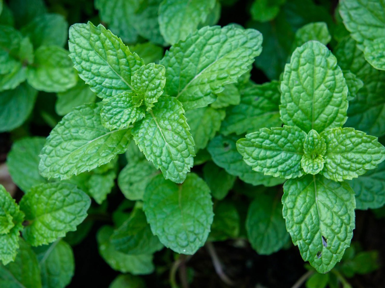 Peppermint France Sheridan Semple