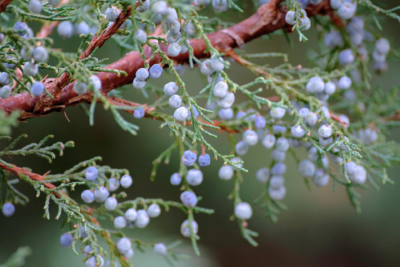 Juniper Berry (Macedonia) Berries Only